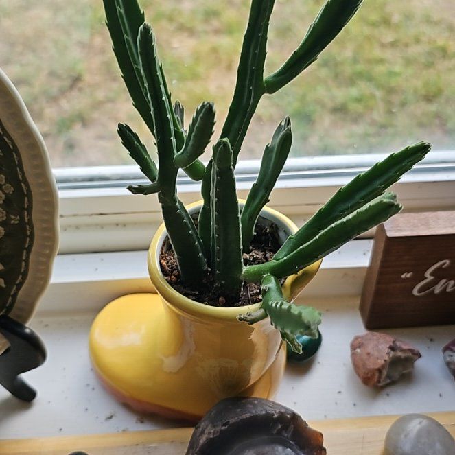 Photo of the plant species Starfish Flower Cactus by @PeakNeonpothos named starfish on Greg, the plant care app
