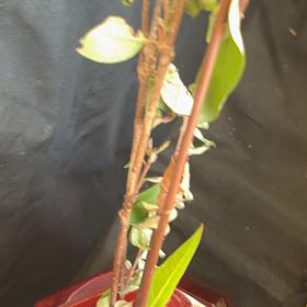 Photo of the plant species Azores Jasmine by @KeyBushlawyer named Jazzy on Greg, the plant care app