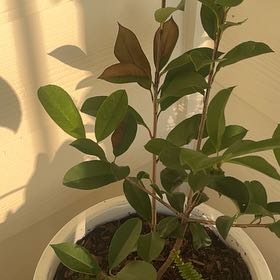 Photo of the plant species Red Robin Photinia by @KeyBushlawyer named Robin on Greg, the plant care app