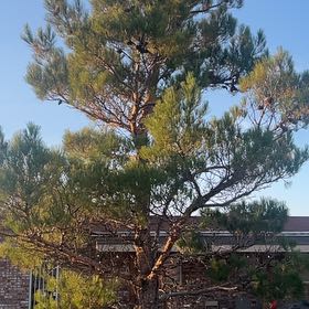 Photo of the plant species Afghan Pine by @KindBlueginger named Fernie Mercury on Greg, the plant care app