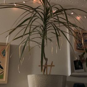 Photo of the plant species Draceana Bicolor by @sidflannery named Bedroom Spider Plant on Greg, the plant care app