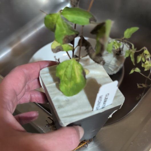 Photo of the plant species Clematis by @DirectCattleya named Babcia on Greg, the plant care app