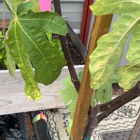 Photo of the plant species mission fig tree by @ManlyLemontree named Shakira on Greg, the plant care app