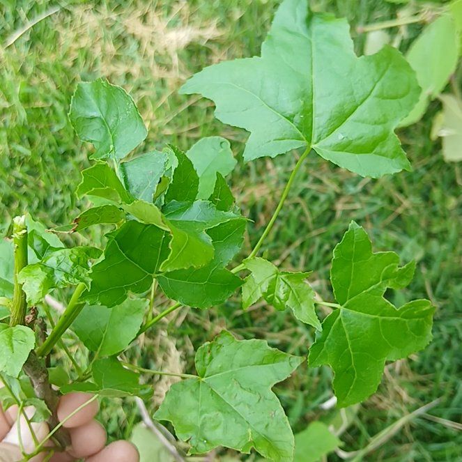 Photo of the plant species American Sweetgum by @PluckyEarthball named Mochi on Greg, the plant care app