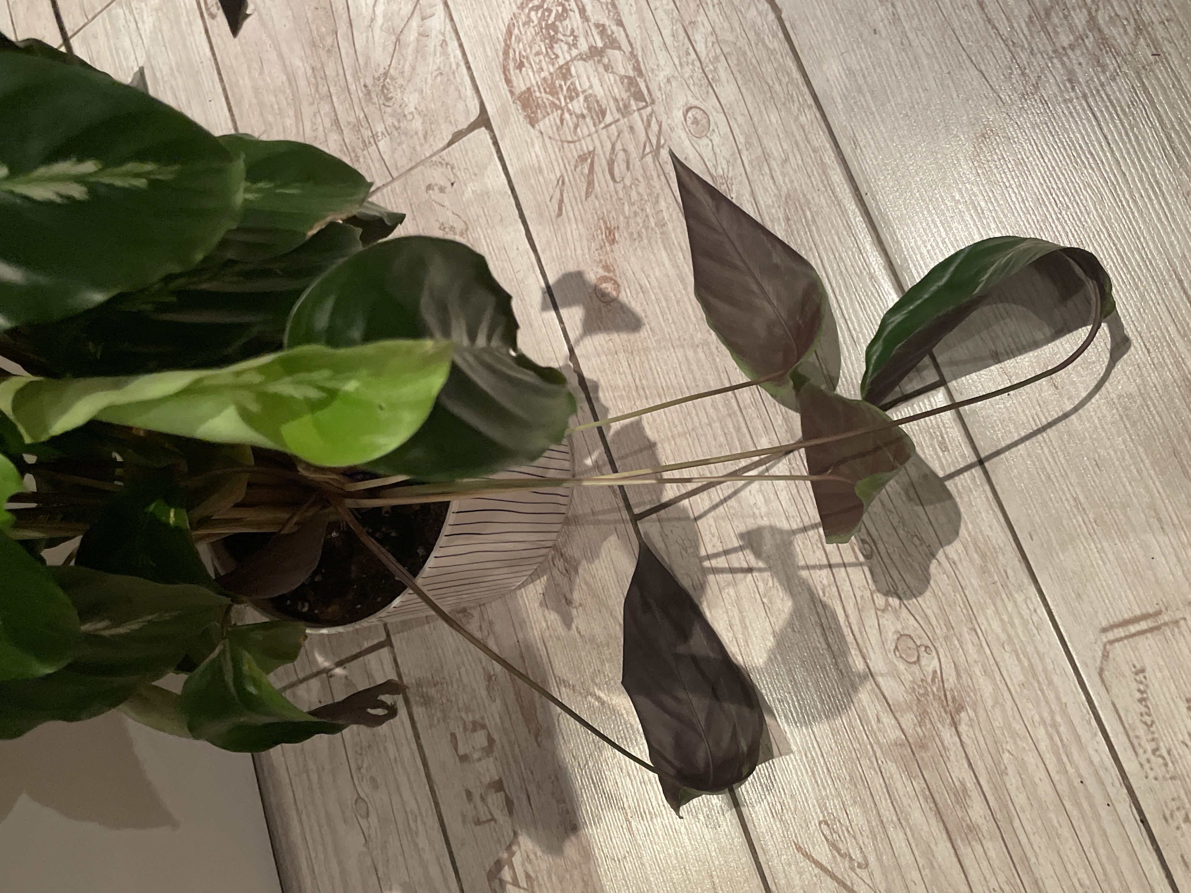 What’s wrong with my Maui Queen 🥲 droopy and new leaves d...