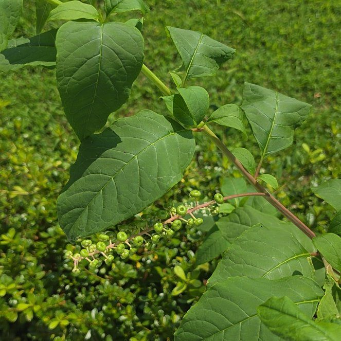 Photo of the plant species American Pokeweed by @SportiveRedwood named Foxxy on Greg, the plant care app