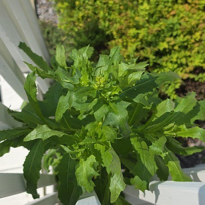 Photo of the plant species American Burnweed by @SportiveRedwood named Miley on Greg, the plant care app