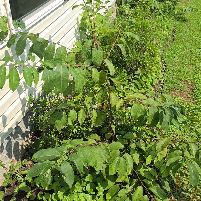 Photo of the plant species Common Persimmon by @SportiveRedwood named Sahara on Greg, the plant care app