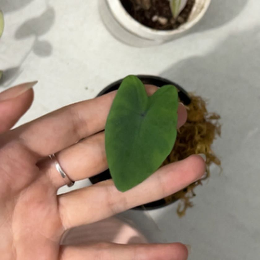 Photo of the plant species Black Coral Elephant Ear by @StaunchCamellia named Dumbo on Greg, the plant care app