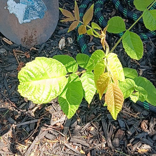 Photo of the plant species English Walnut by @ModelPandaficus named Miley on Greg, the plant care app