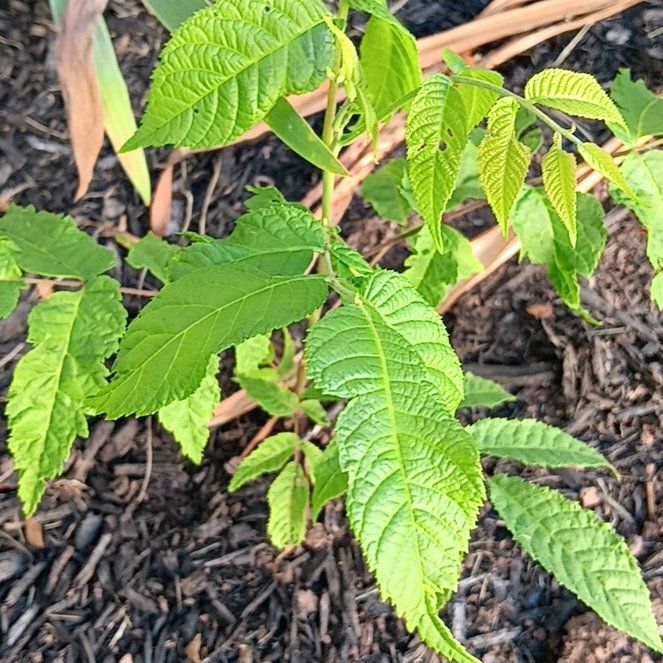 Photo of the plant species Black Walnut by @ModelPandaficus named Dax on Greg, the plant care app