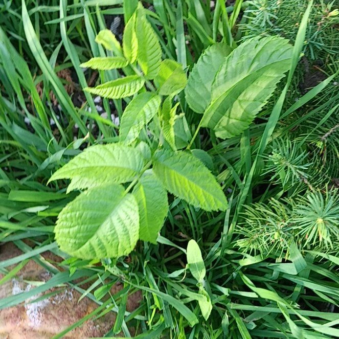 Photo of the plant species European Ash by @ModelPandaficus named Sonora on Greg, the plant care app