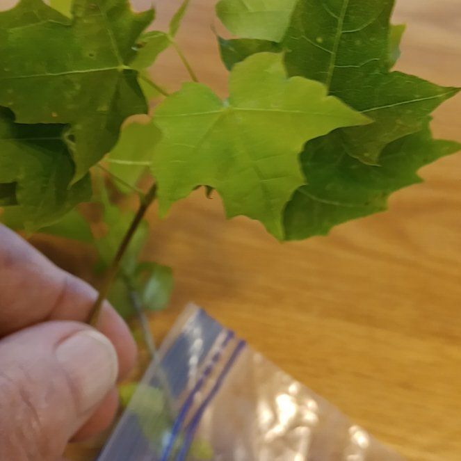 Photo of the plant species Sugar Maple by @ModelPandaficus named Luna on Greg, the plant care app