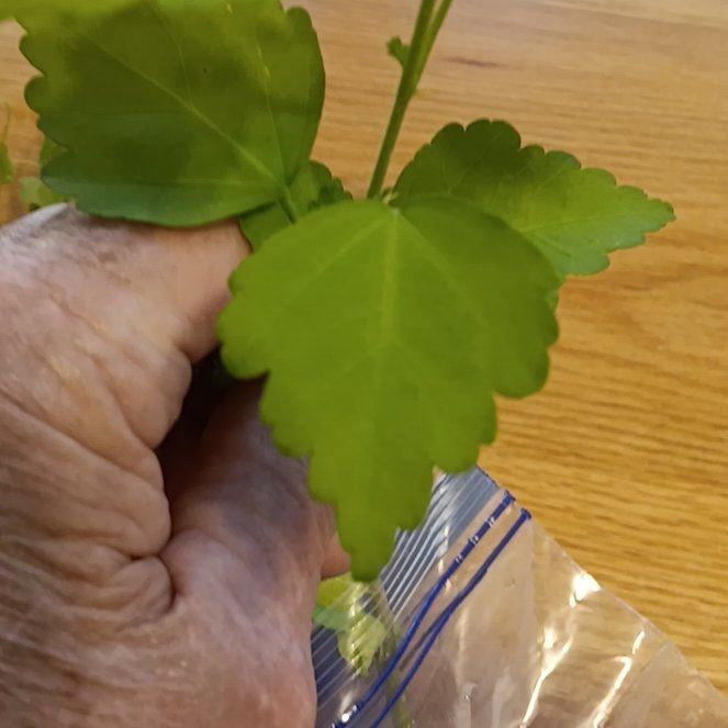 Photo of the plant species Possum-Grape by @ModelPandaficus named Girlfrond on Greg, the plant care app