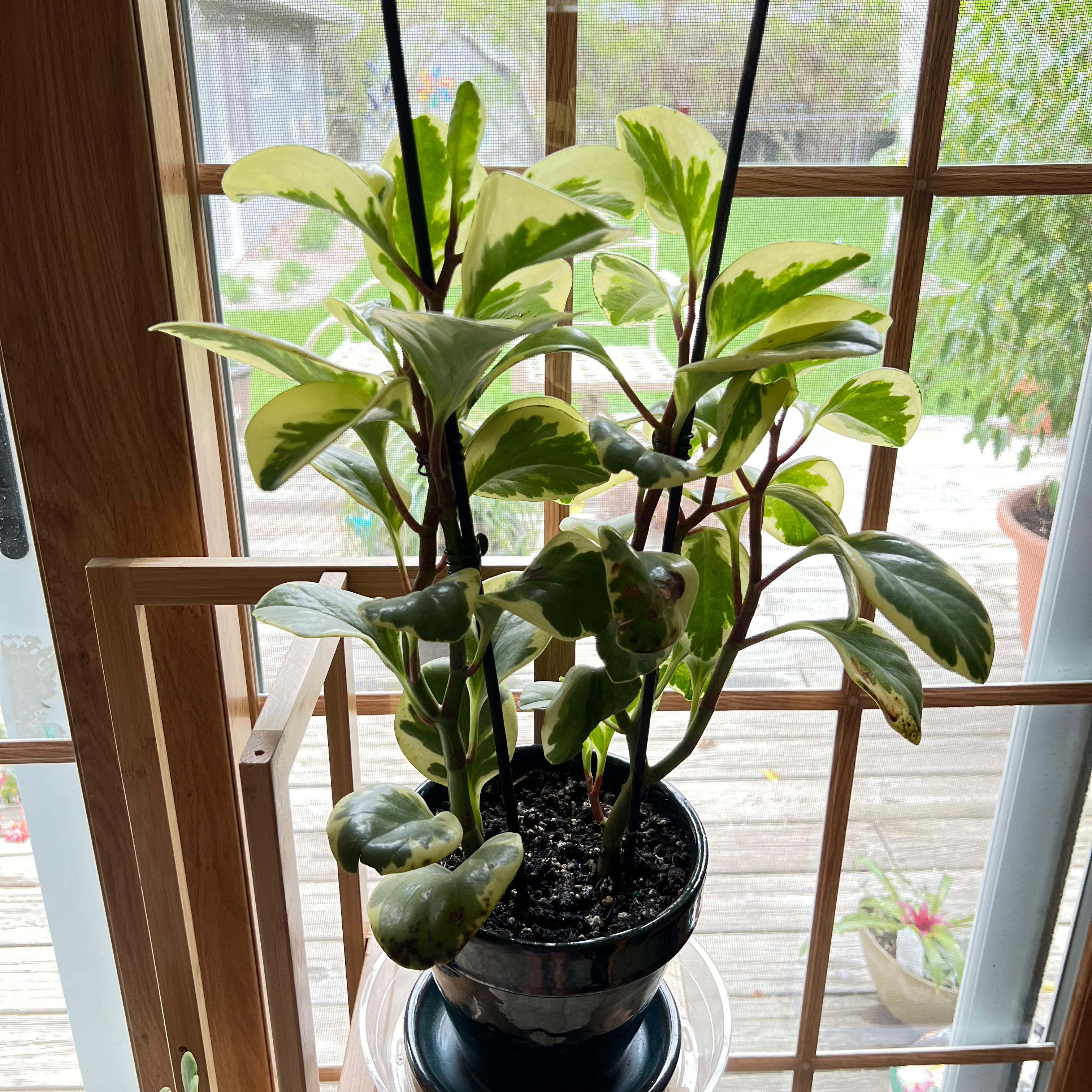 Baby Rubber Plant plant photo by Lexie named Sunny on Greg, the plant care app.