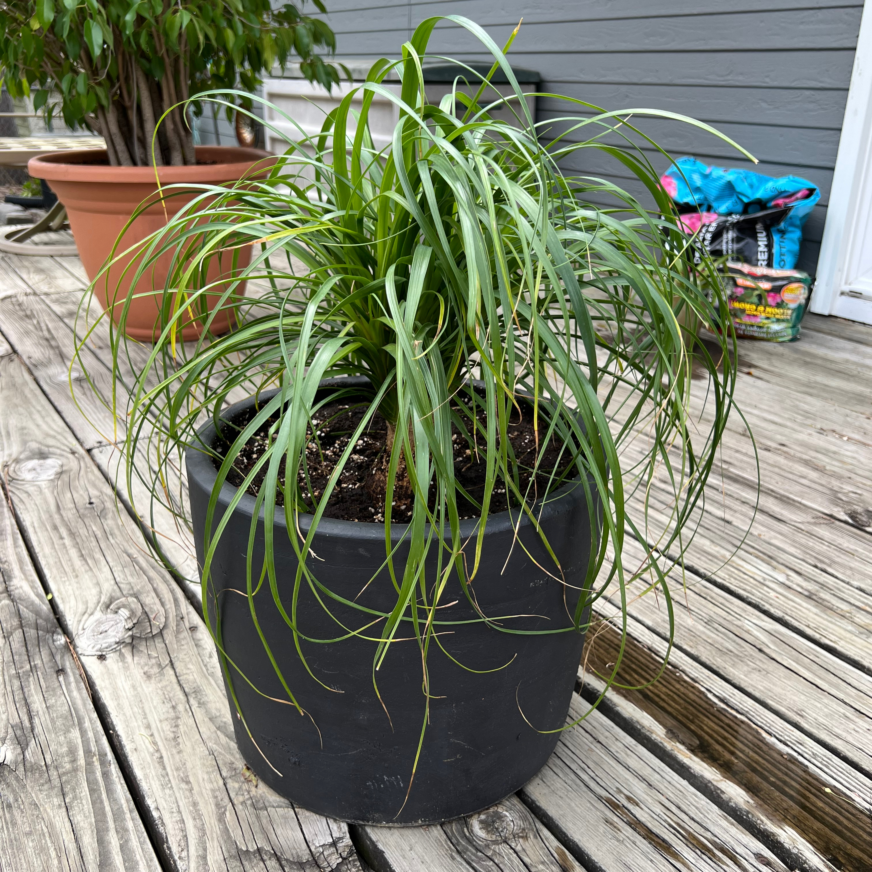 Ponytail Palm plant photo by Lexie named Pony boy on Greg, the plant care app.