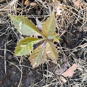 Photo of the plant species Chinese Virginia Creeper by @ZingyGroundsel named Rosa on Greg, the plant care app