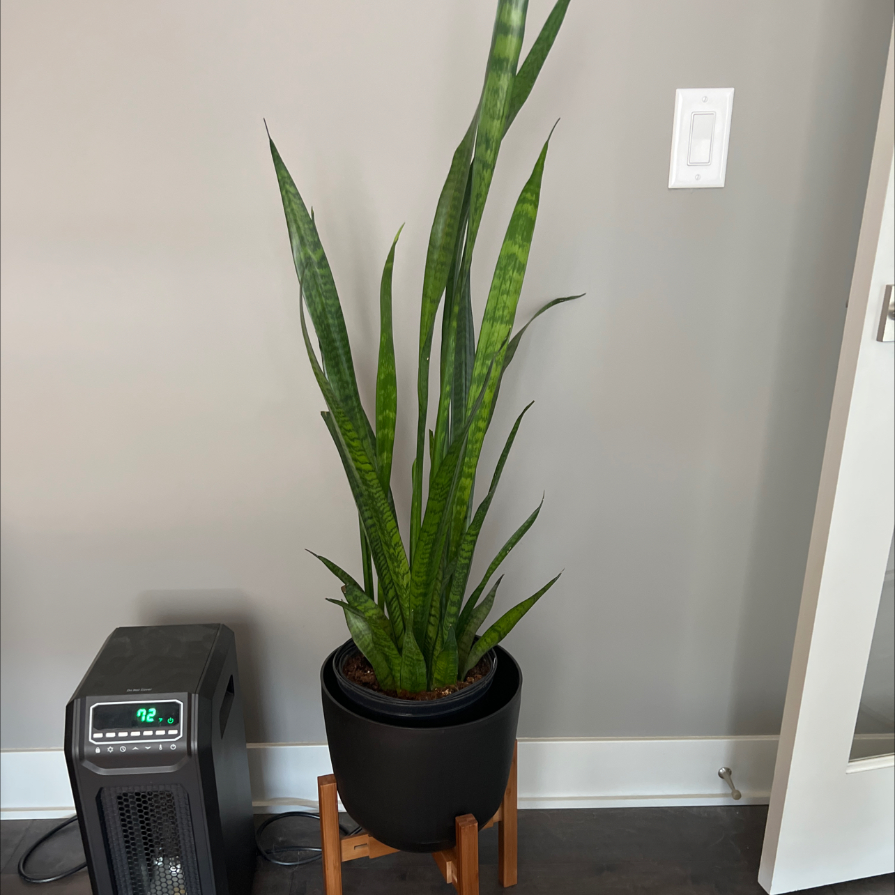 Snake Plant plant photo by Karin named Remington on Greg, the plant care app.