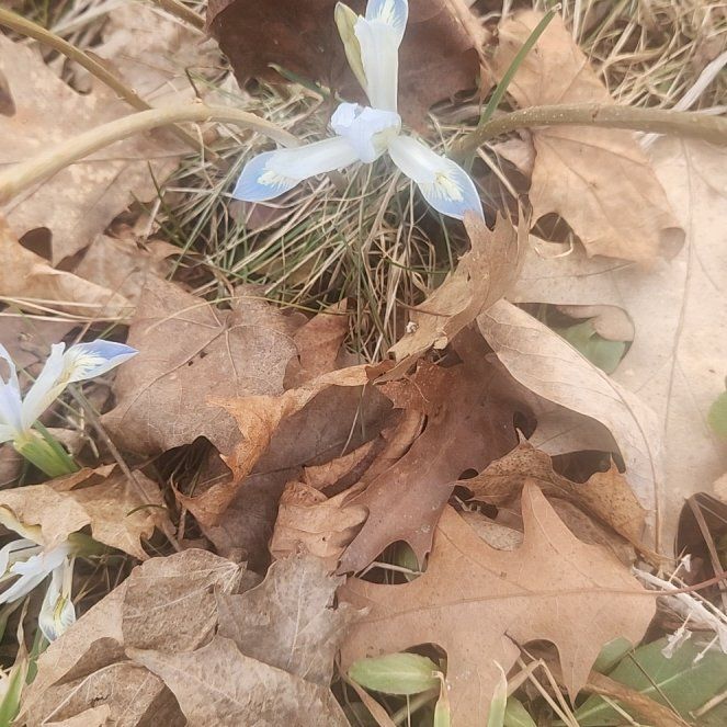 Photo of the plant species Forbes' Glory of the Snow by @LavishFicusalii named Huckleberry Fern on Greg, the plant care app