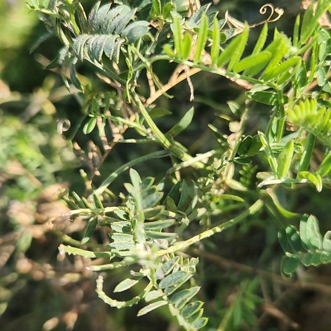Photo of the plant species Tufted Vetch by @LavishFicusalii named Keanu Leaves on Greg, the plant care app