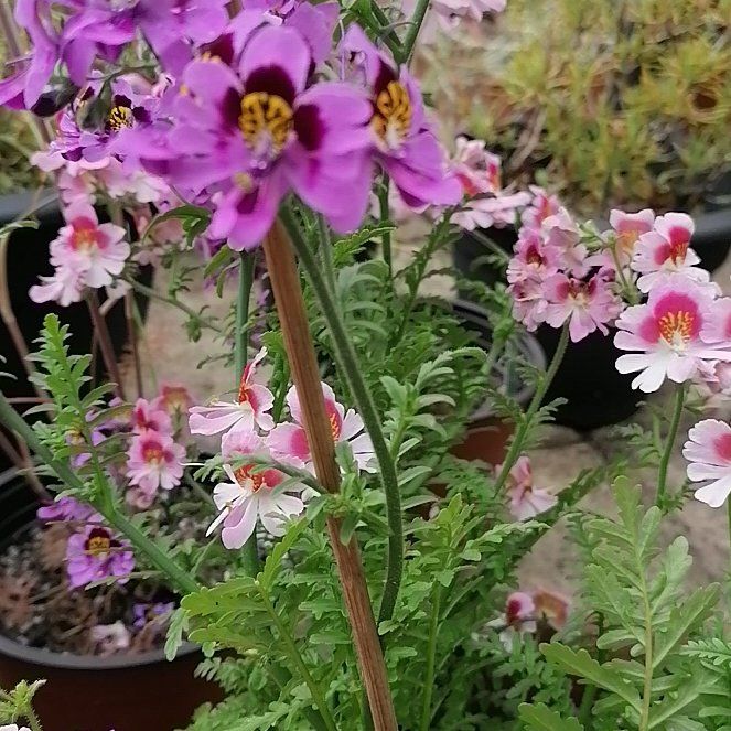 Photo of the plant species Pretty Jacob's-Ladder by @AdeptOrrisroot named Miley on Greg, the plant care app