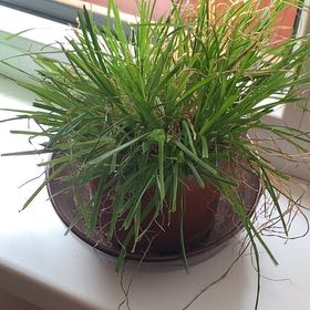 Photo of the plant species Zumula Cat Grass by @KeenBonsaimint named Suffery on Greg, the plant care app