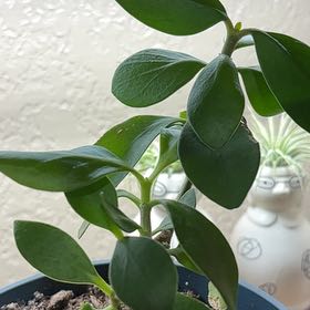 Photo of the plant species Maze Plant by @ZestCrotonpetra named Shakira on Greg, the plant care app