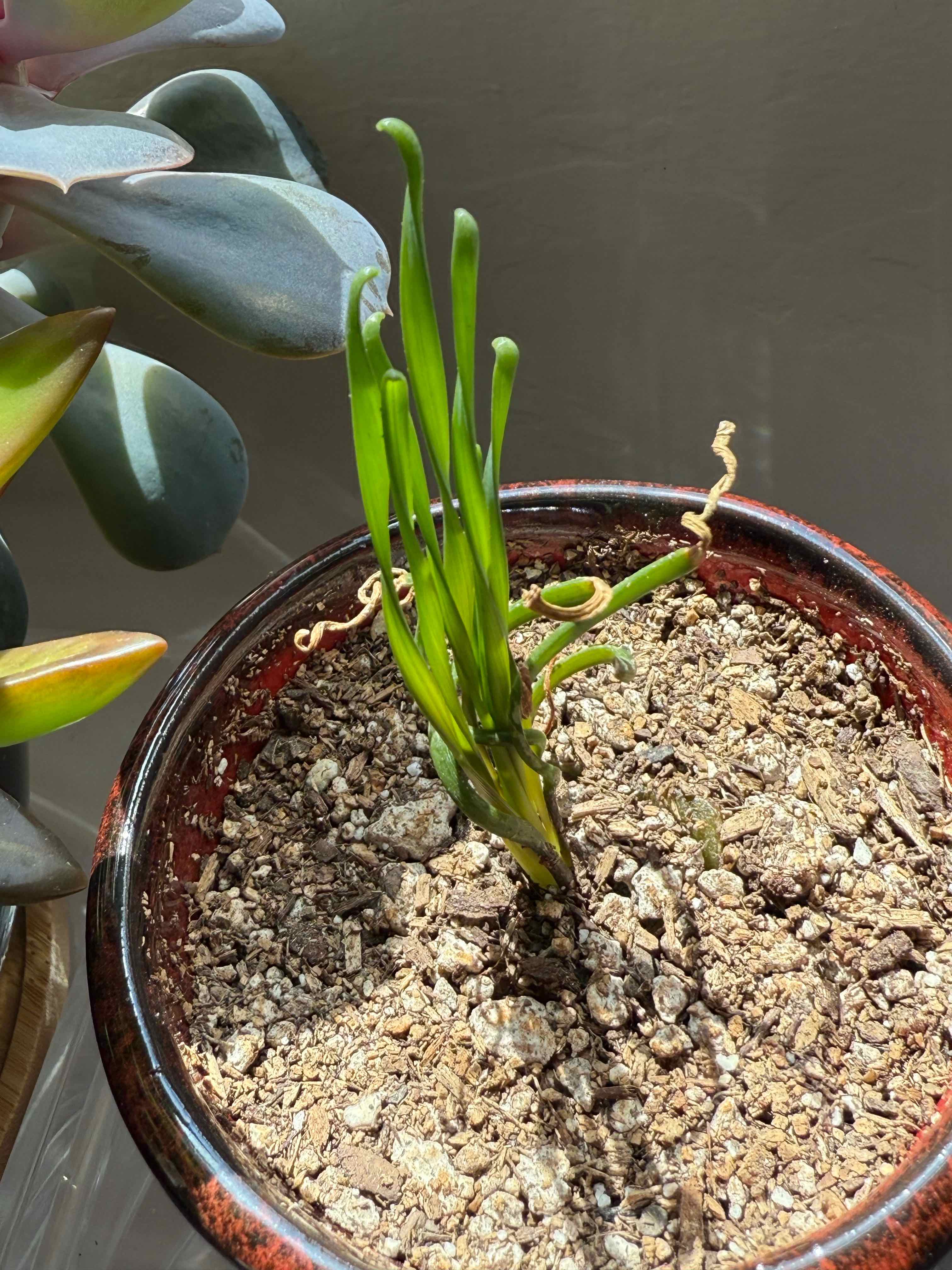 Photo of the plant species Albuca bruce-bayeri by @ClassicLavender named Calle La Paz on Greg, the plant care app
