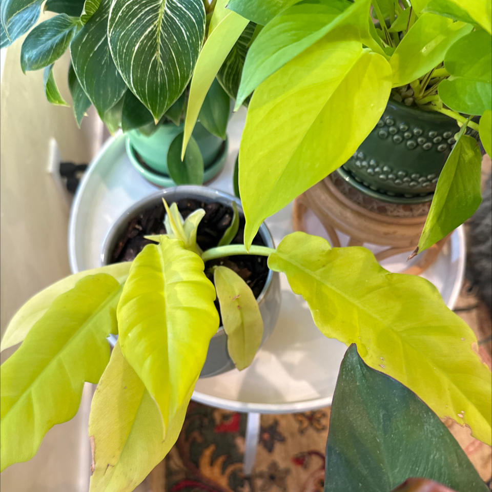 Photo of the plant species Philodendron 'Golden Saw' by @ClassicLavender named Ra on Greg, the plant care app