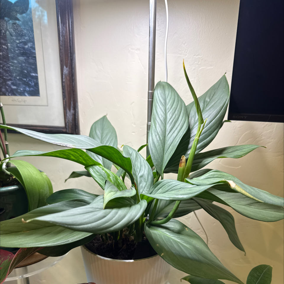 Photo of the plant species Perak Scindapsus by @ClassicLavender named Andy on Greg, the plant care app