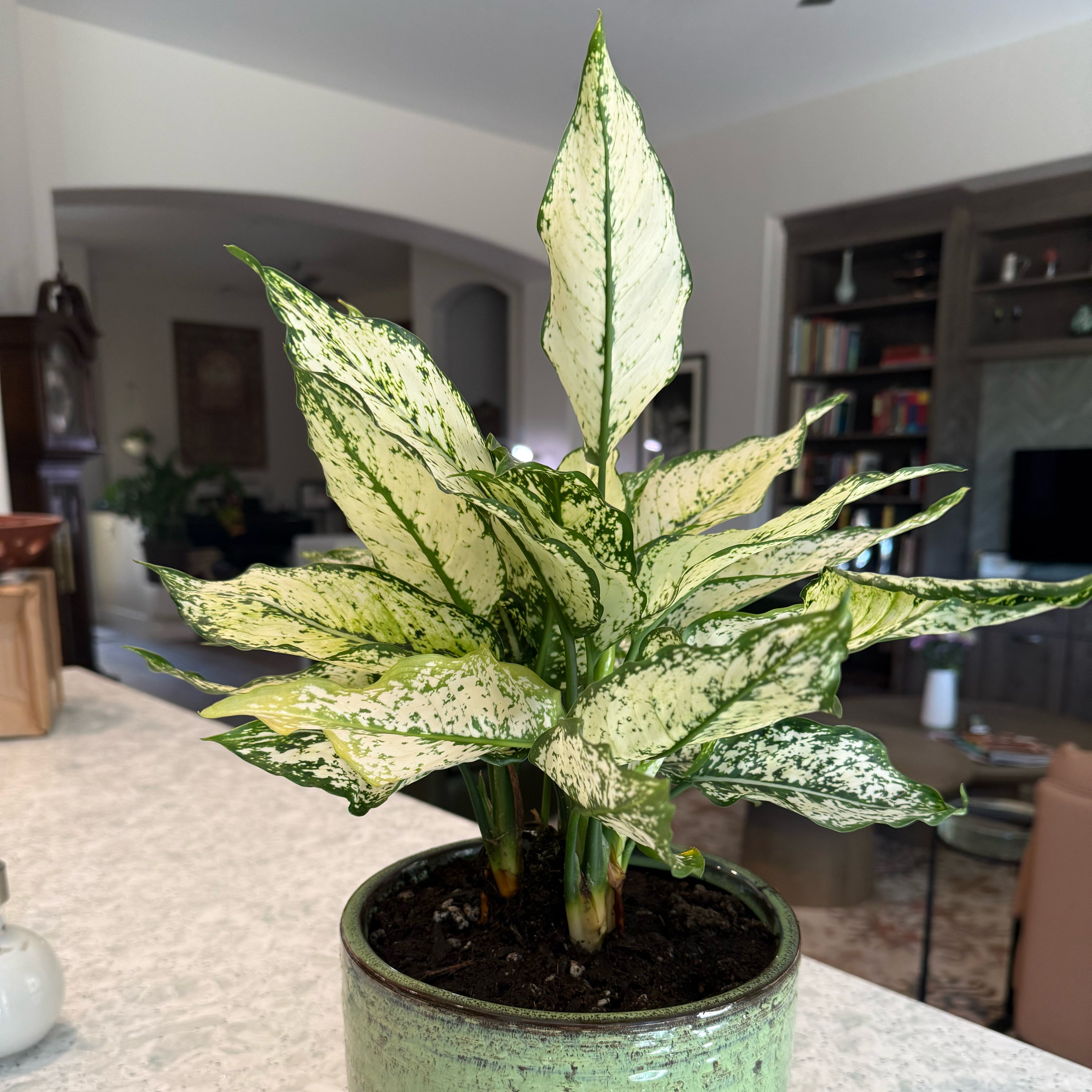 Plant care for Aglaonema commutatum 'Red Vein' on Greg, the plant care app