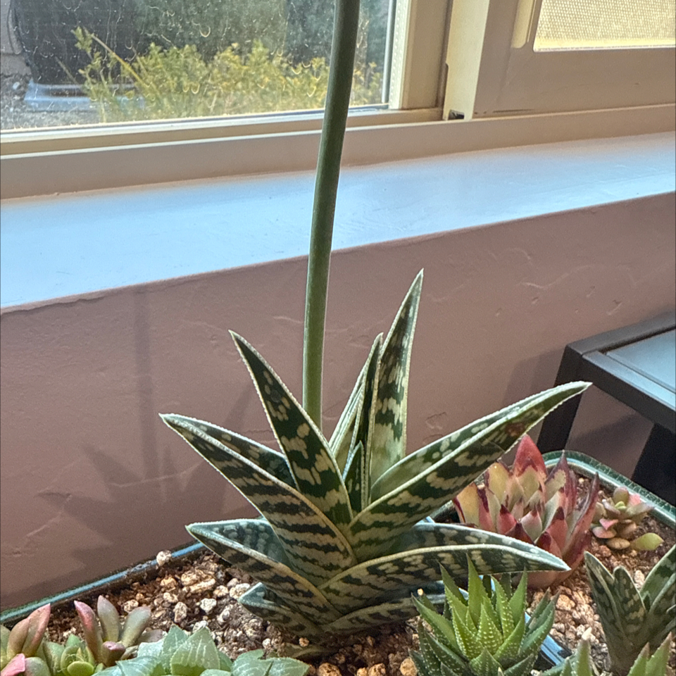Photo of the plant species Partridge Breast Aloe by @ClassicLavender named Maria on Greg, the plant care app