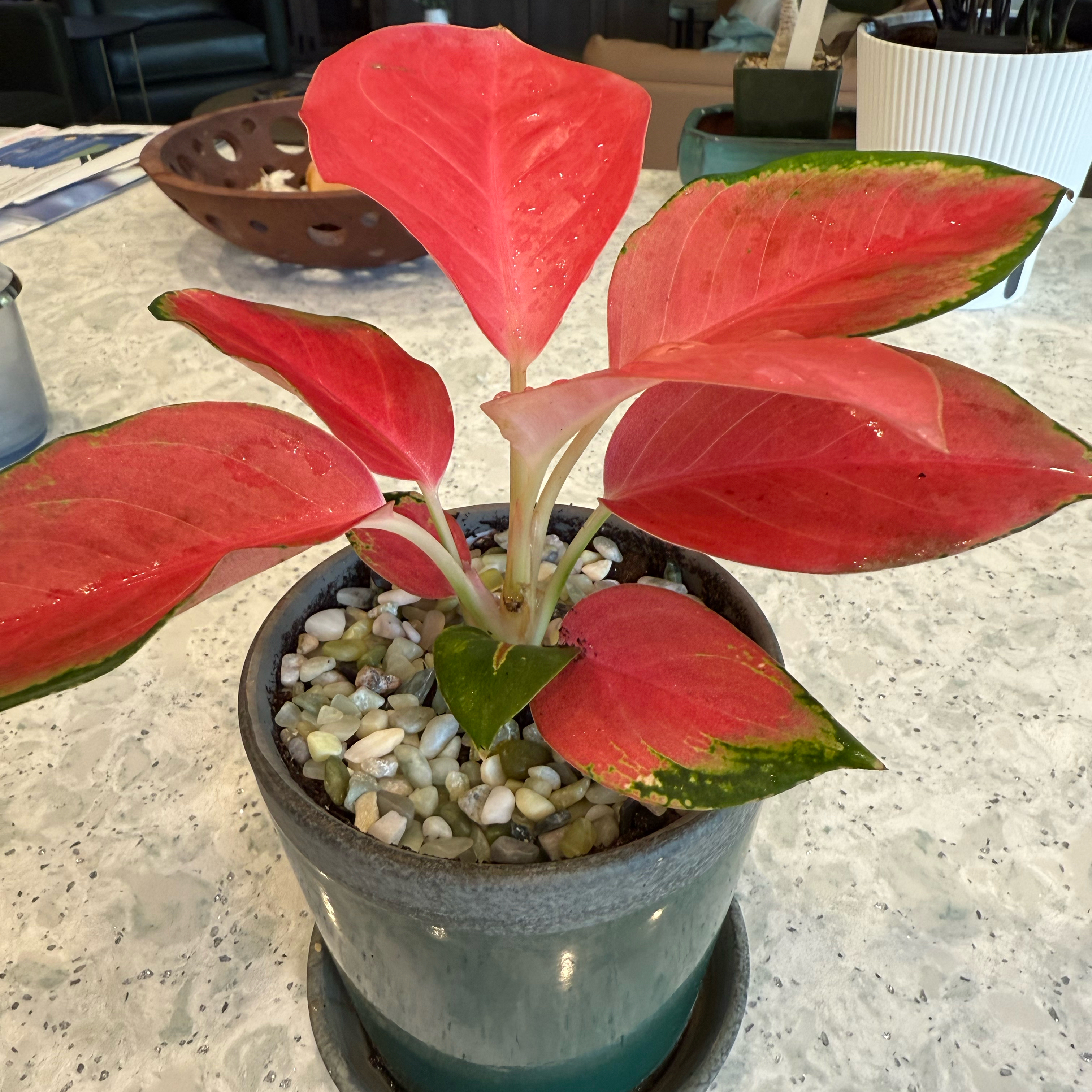Photo of the plant species Hybrid Red Chinese Evergreen by @ClassicLavender named Eleanor on Greg, the plant care app