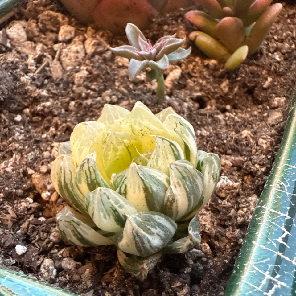 Photo of the plant species Variegated Haworthia Cooperi by @ClassicLavender named Feigh on Greg, the plant care app