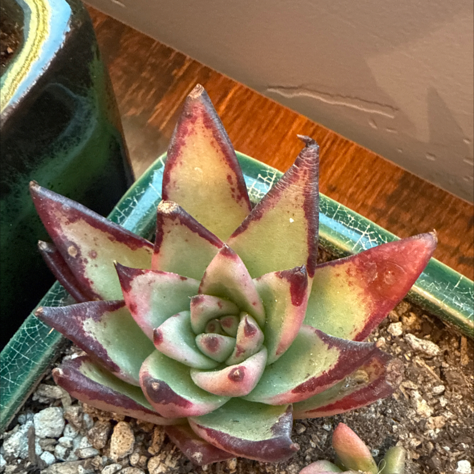 Photo of the plant species Echeveria 'Ebony' by @ClassicLavender named EdnaRena on Greg, the plant care app
