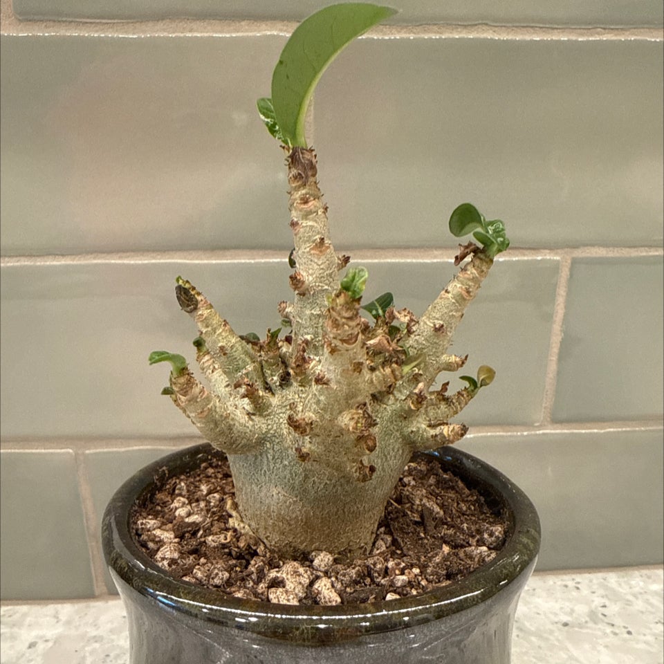 Plant care for Alyxia veillonii on Greg, the plant care app