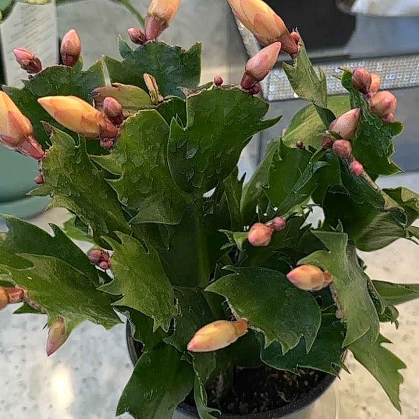 Photo of the plant species Variegated Christmas Cactus by @ClassicLavender named Kiley on Greg, the plant care app