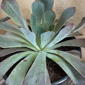 Photo of the plant species Echeveria ‘Purple Dance' by @ClassicLavender named Fresno on Greg, the plant care app