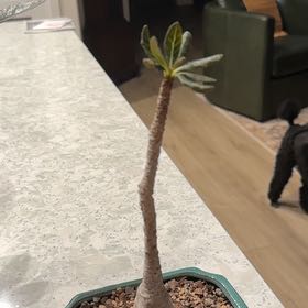 Photo of the plant species Desert Rose by @ClassicLavender named Quark Socotranum on Greg, the plant care app