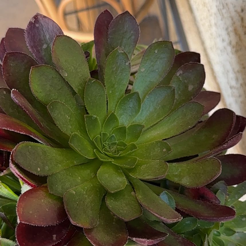 Plant care for Surreal Diamond on Greg, the plant care app