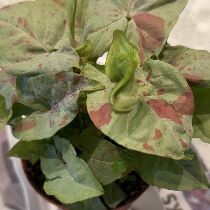 Photo of the plant species Syngonium podophyllum 'Fiesta' by @ClassicLavender named Marie on Greg, the plant care app