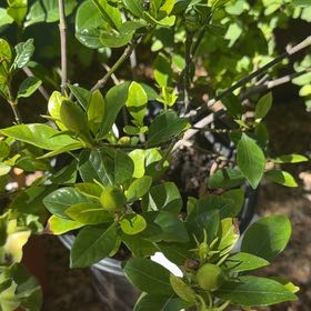 Photo of the plant species Gardenia by @ClassicLavender named Dottie on Greg, the plant care app