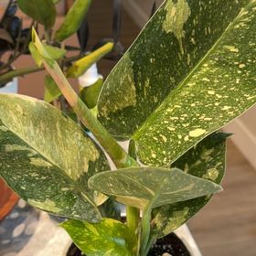Photo of the plant species Variegated Green Congo Philodendron by @ClassicLavender named Faron on Greg, the plant care app