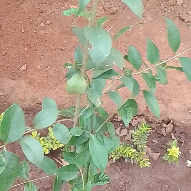 Photo of the plant species Glossy Privet by @UltraLeekorchid named Keanu Leaves on Greg, the plant care app