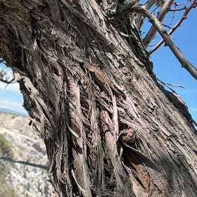 Photo of the plant species Wild Olive by @FastSmoothphlox named Gaga on Greg, the plant care app