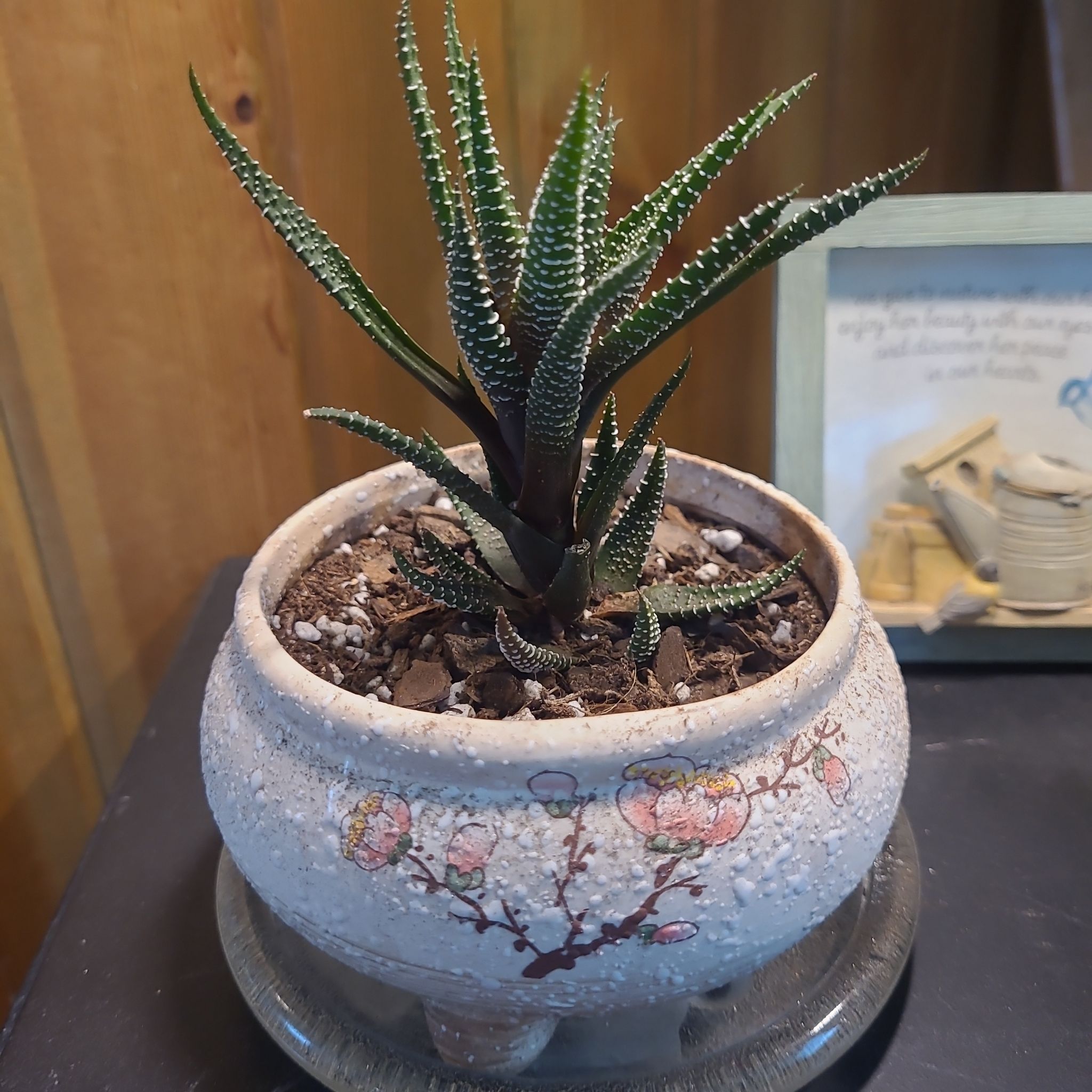 Photo of the plant species Haworthia attenuata 'Enon' by @GracedStrapwort named Zeus on Greg, the plant care app