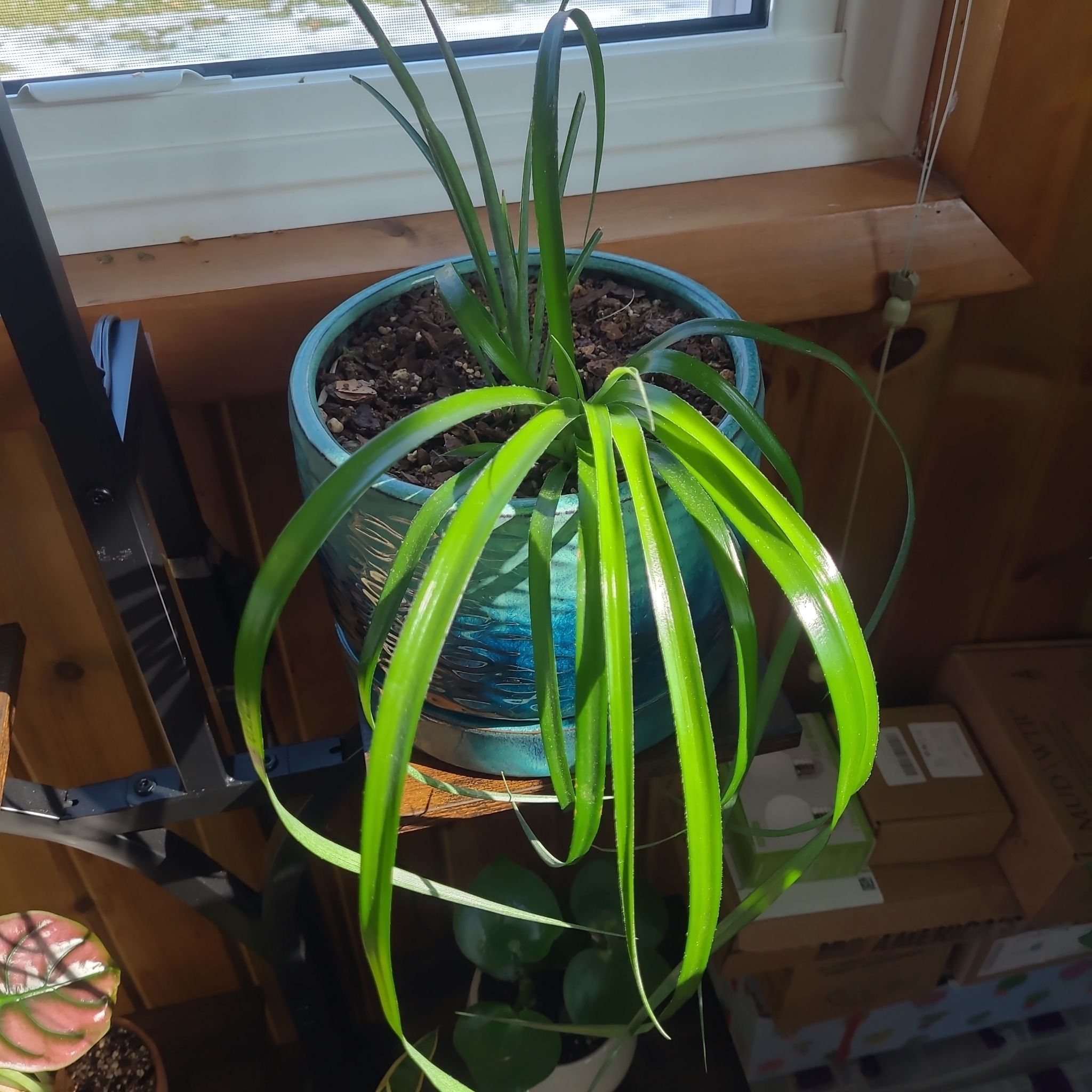 Photo of the plant species Queen's Tears by @GracedStrapwort named Bella on Greg, the plant care app