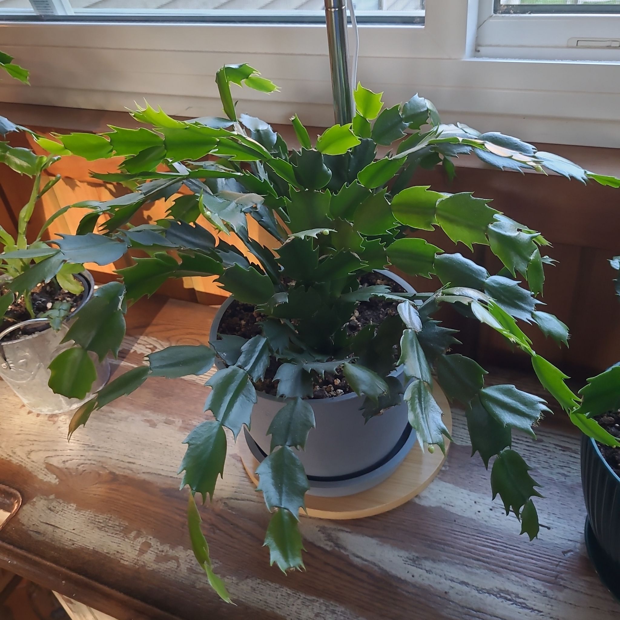 Photo of the plant species White Thanksgiving Cactus by @GracedStrapwort named Miley on Greg, the plant care app