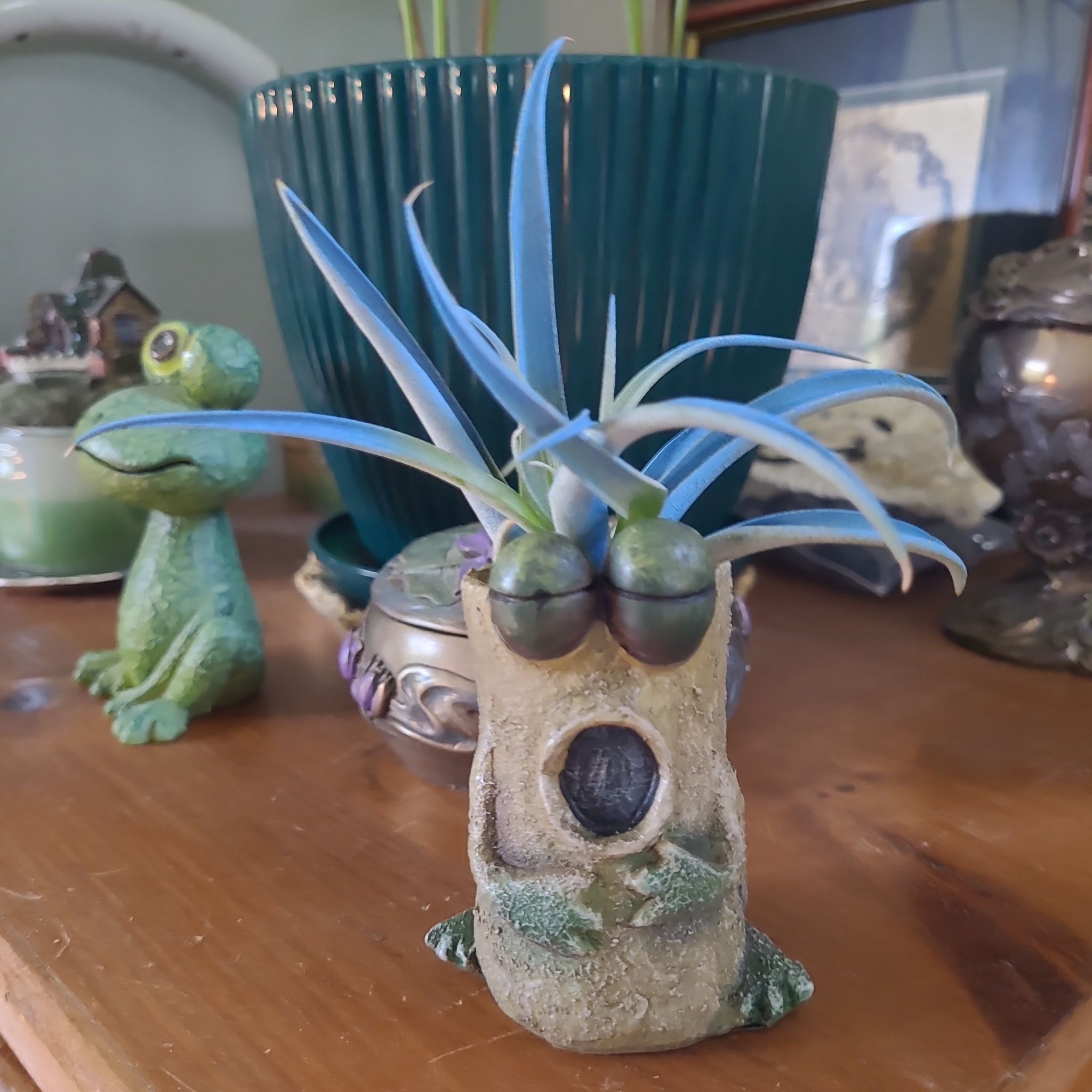 Photo of the plant species Peach Air Plant by @GracedStrapwort named Elina on Greg, the plant care app