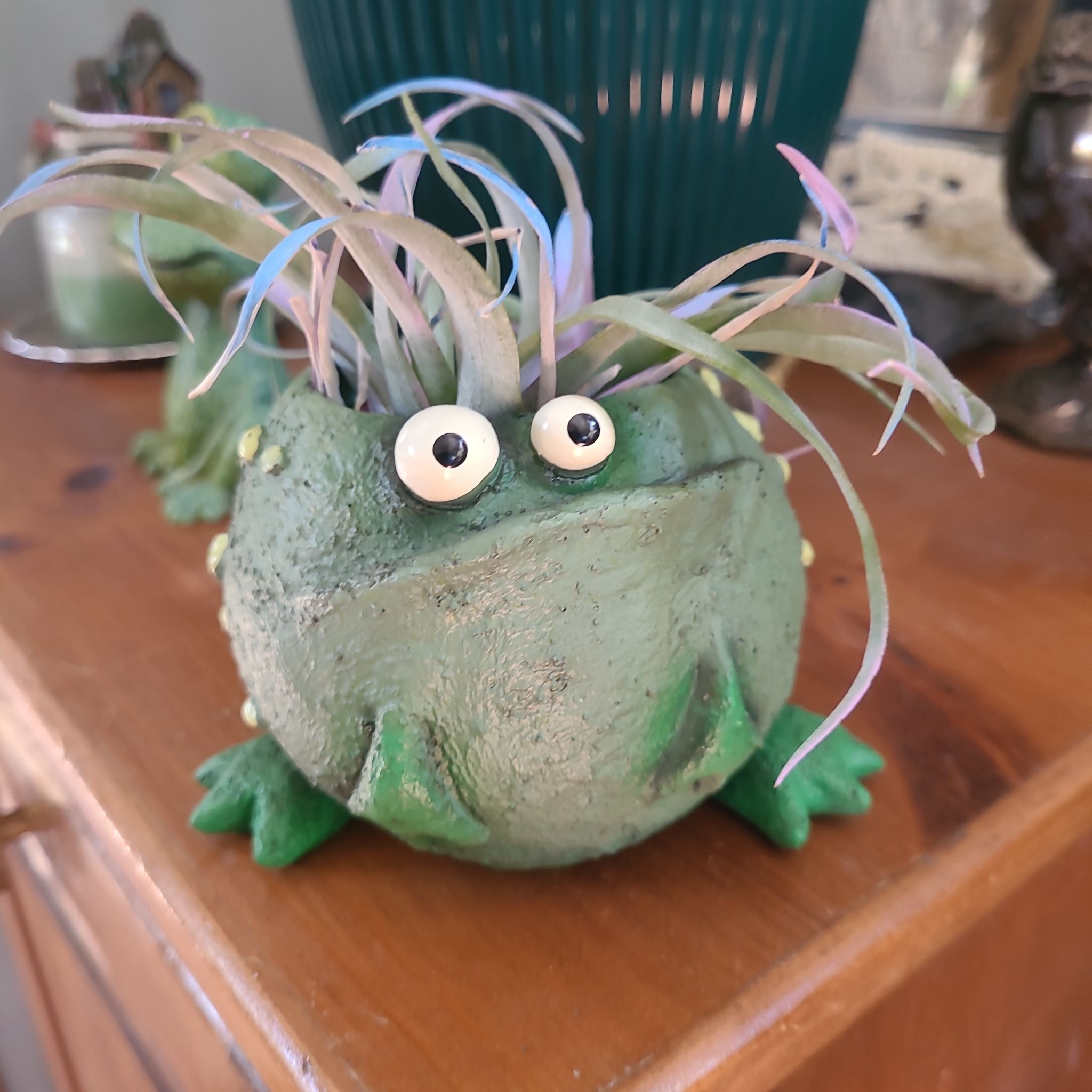 Photo of the plant species Peach Air Plant by @GracedStrapwort named Lavender on Greg, the plant care app